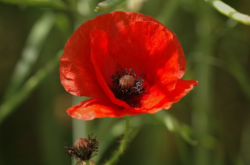 Мак (Papaver) Marlene