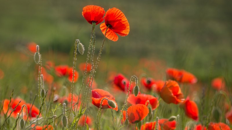 Poppies (маки)