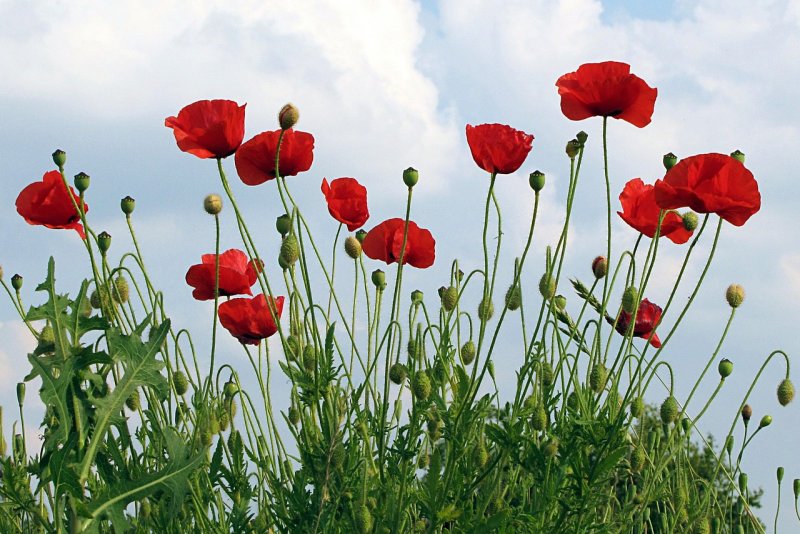 Poppy (Мак)