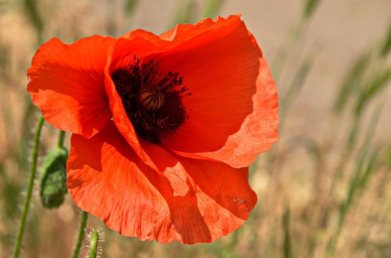 Мак Papaver Cardinal