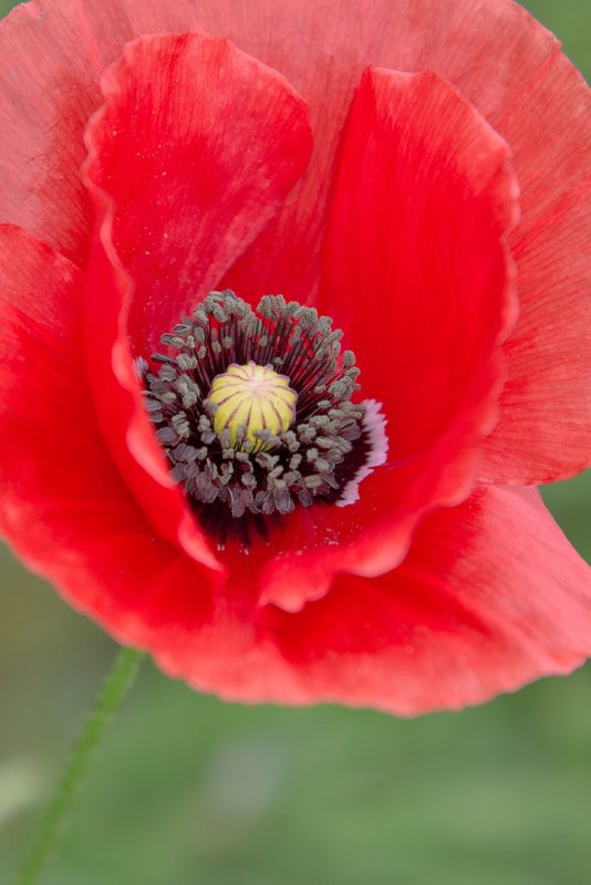 Мак Papaver