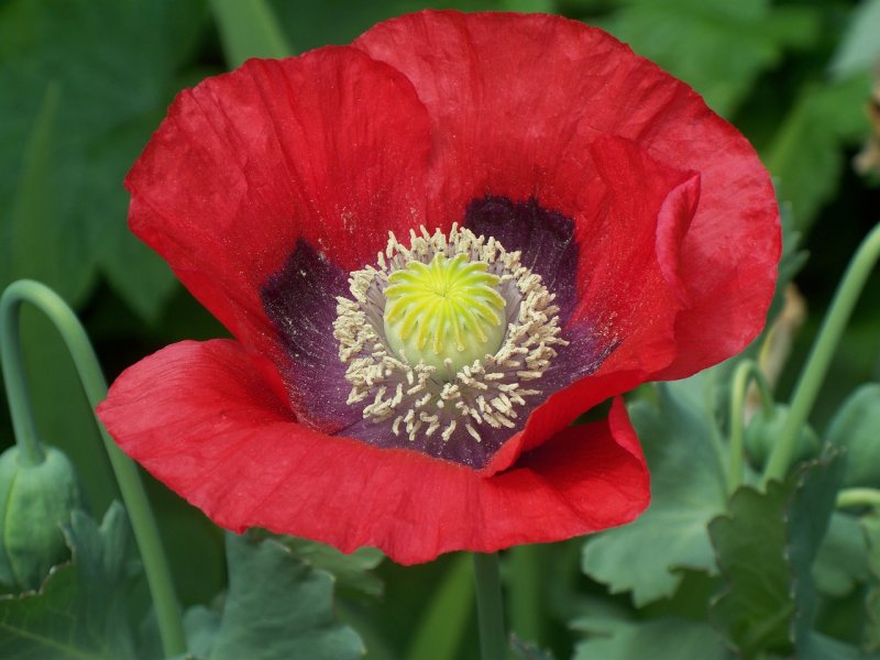 Papaver, Eris, n – Мак