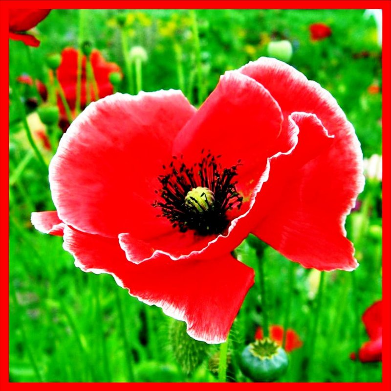 Мак (Papaver) семейства маковые (Papaveraceae).