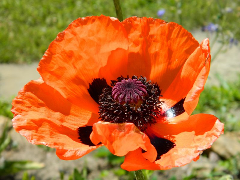 Мак Papaver Cardinal