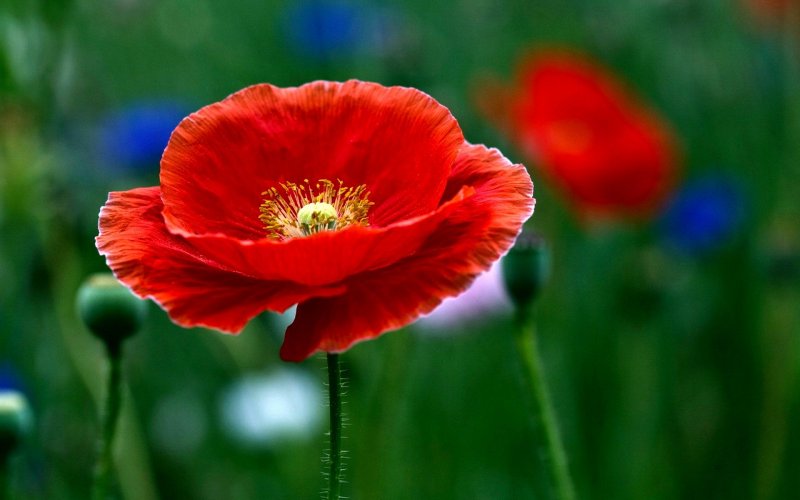 Мак Papaver Cardinal
