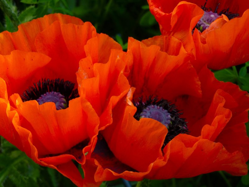 Мак Восточный (Papaver orientale l.)