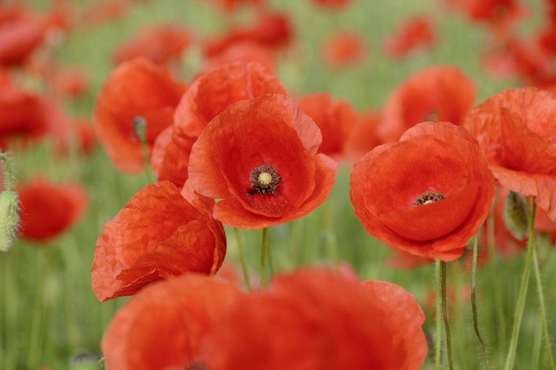Poppy (Мак)