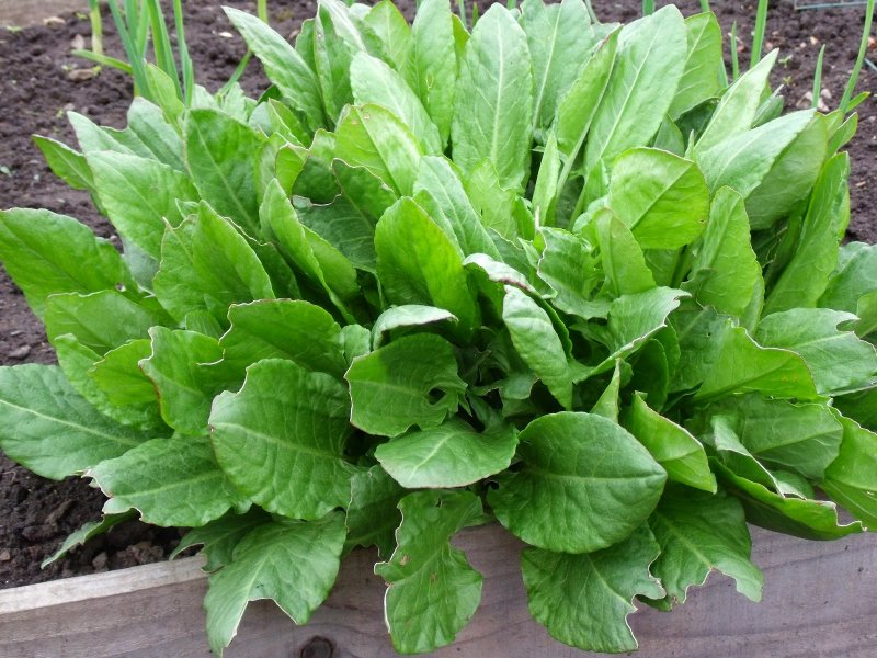Щавель обыкновенный Rumex acetosa