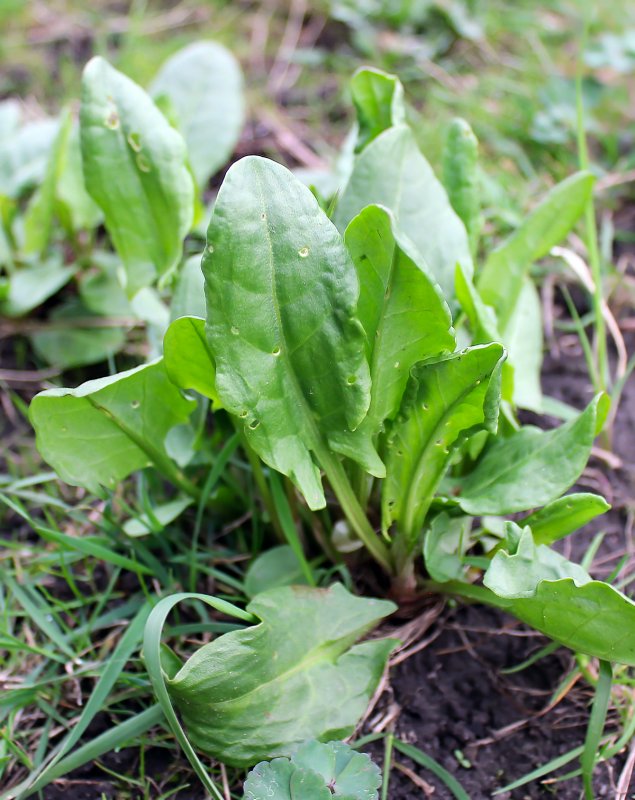 Щавель (Rumex)