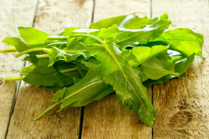 Щавель обыкновенный Rumex acetosa