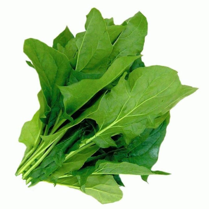 Щавель (Rumex)