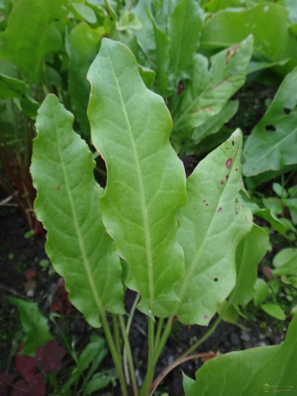 Щавель (Rumex)