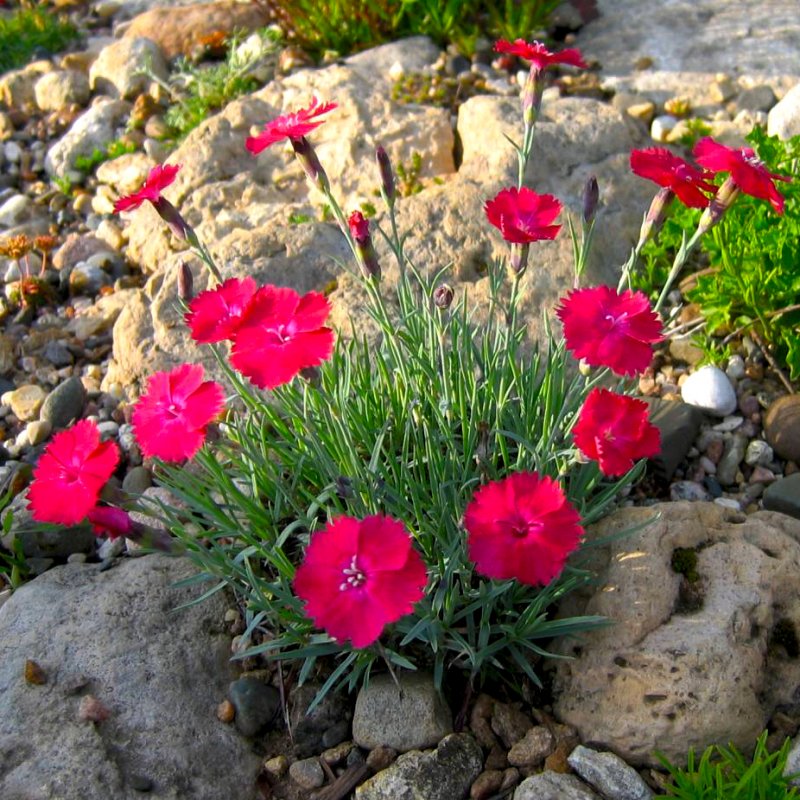 Гвоздика Dianthus gratianopolitanus Rubin