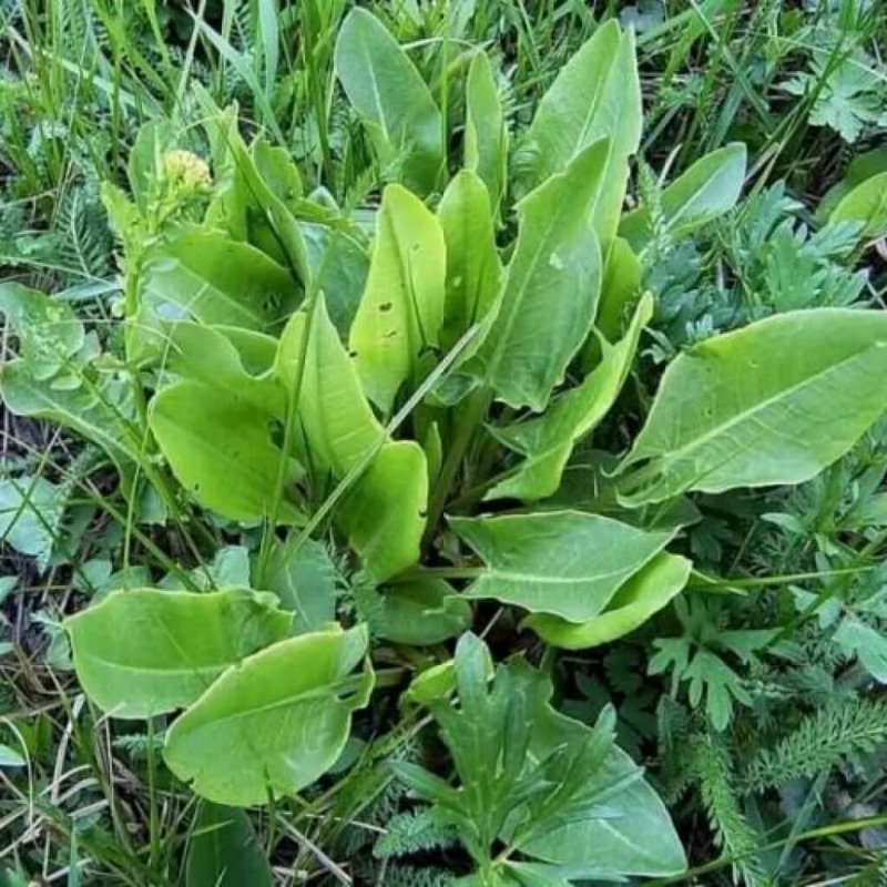 Щавель (Rumex)