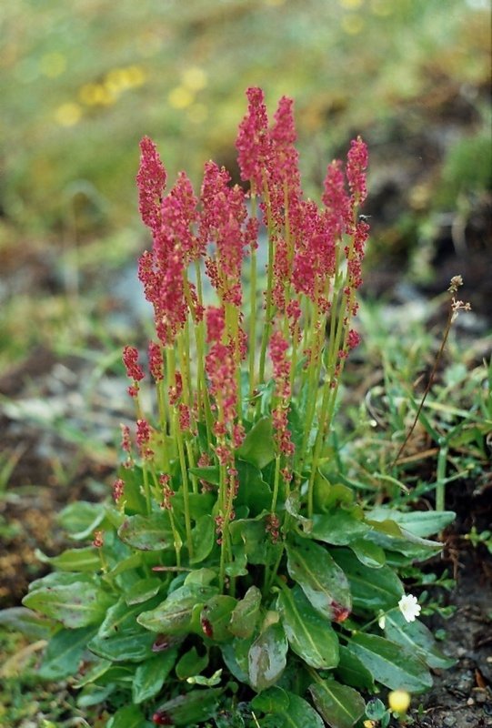 Rumex crispus