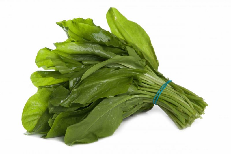 Щавель (Rumex)