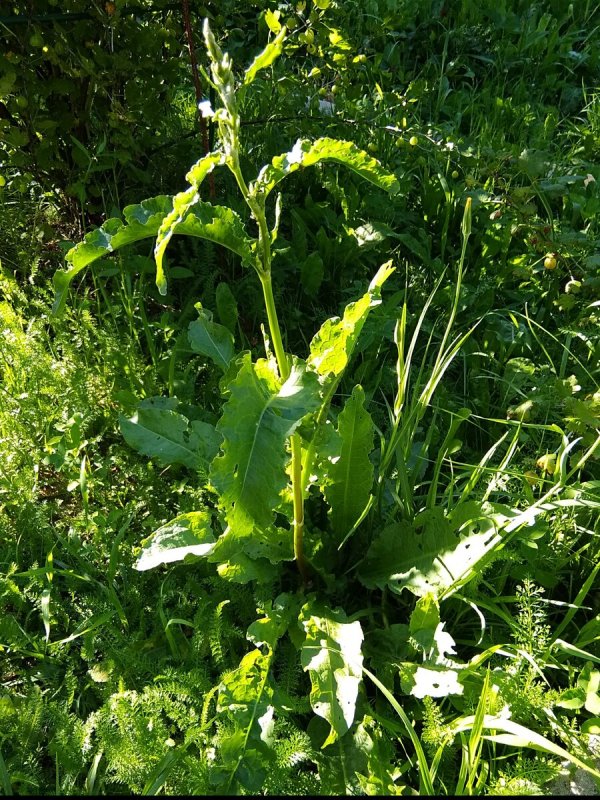 Щавель обыкновенный Rumex acetosa