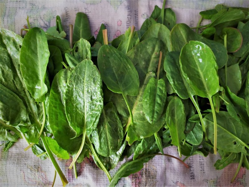 Rumex obtusifolius