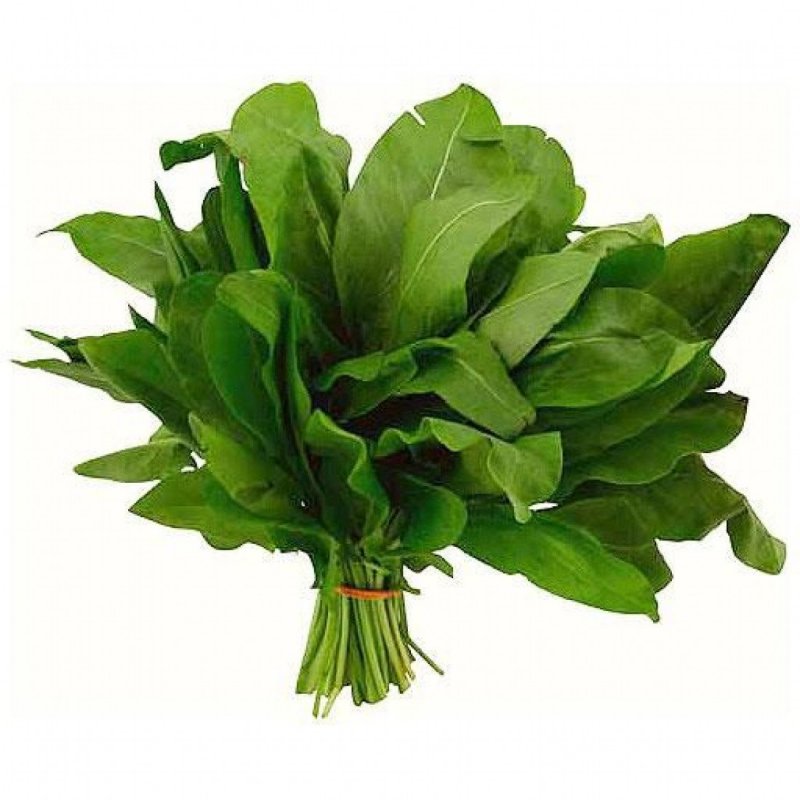 Щавель курчавый (Rumex crispus)