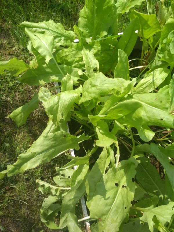 Щавель (100гр)