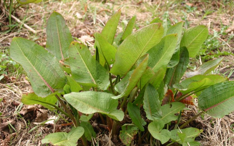 Щавель пирамидальный Rumex thyrsiflorus Fingerh.