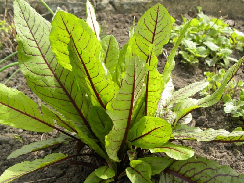 Щавель обыкновенный Rumex acetosa