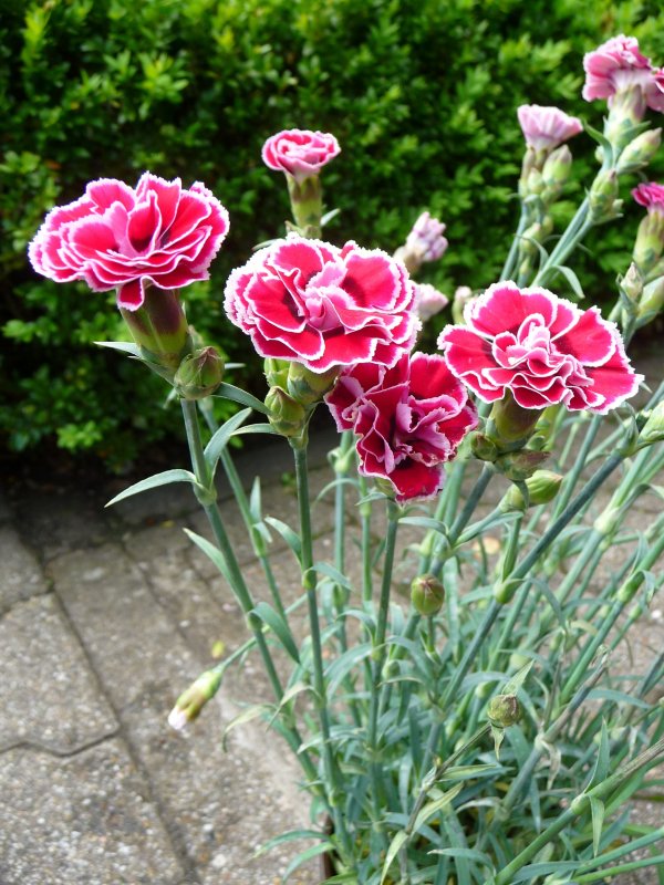 Садовая гвоздика Dianthus CA