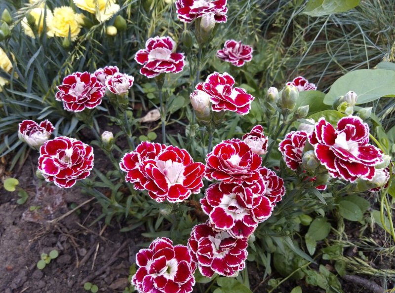 Гвоздика Альпийская Dianthus Alpinus