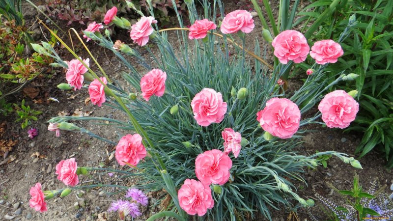 Гвоздика Dianthus delt. Albiflorus
