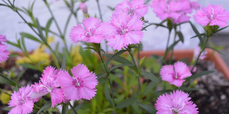 Гвоздика Dianthus Oscar
