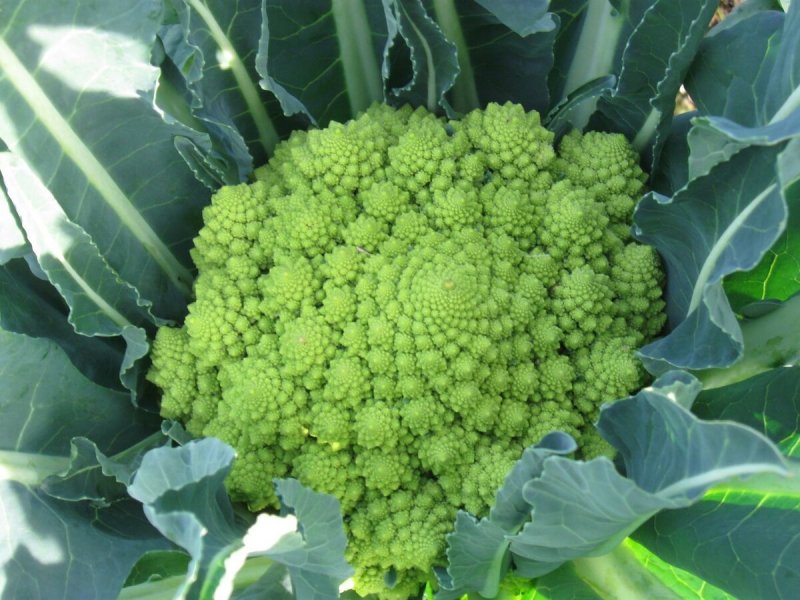 Капуста романеско изумрудный Кубок