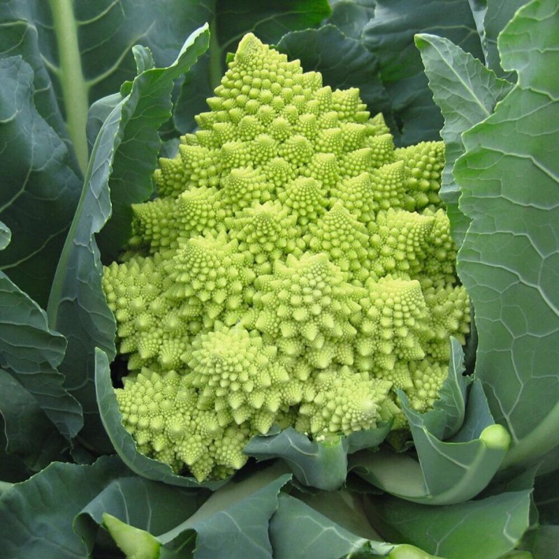 Капуста романеско изумрудный Кубок