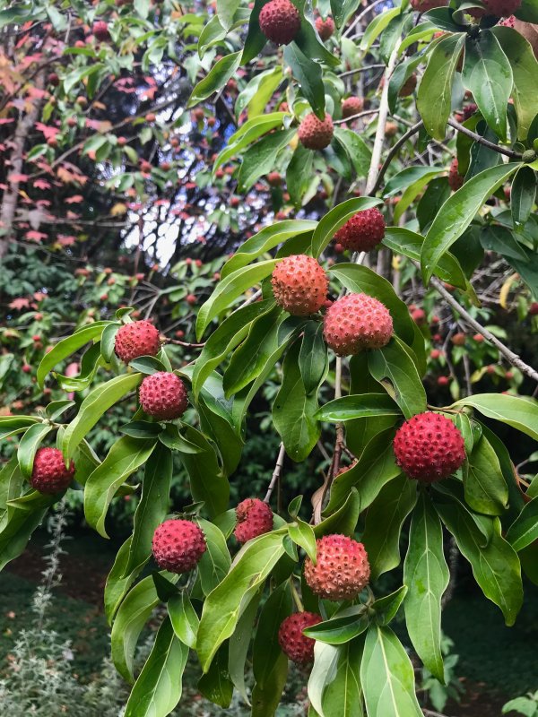 Клубничное дерево (Cornus capitata