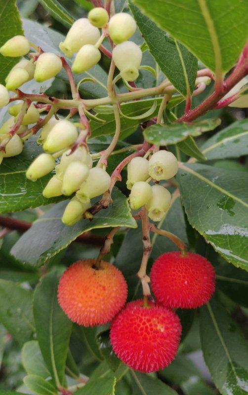 Клубничное дерево (Cornus capitata