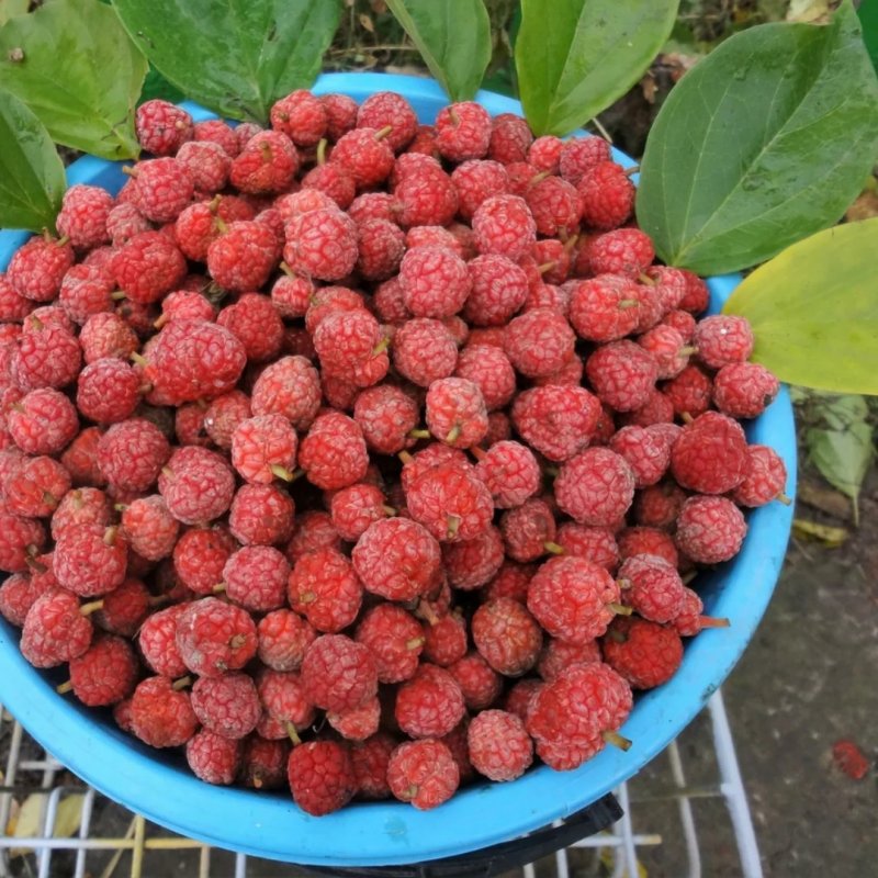 Arbutus unedo дерево