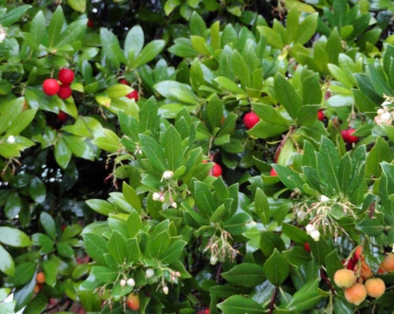 Arbutus unedo (Strawberry Tree)