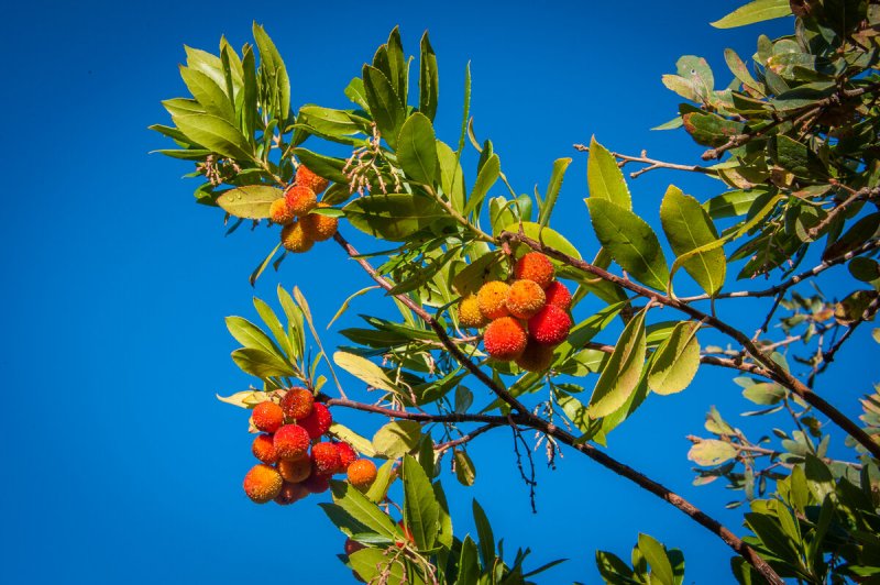Arbutus unedo или Земляничное дерево