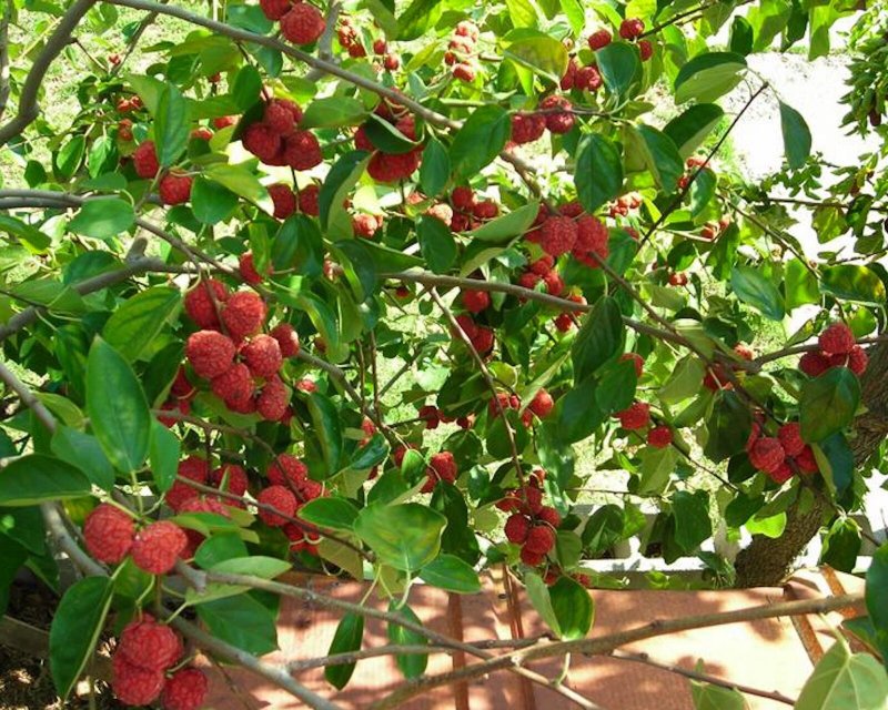 Клубника личи