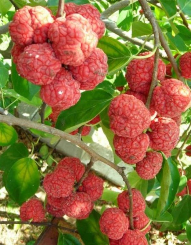 Кудрания клубничное дерево