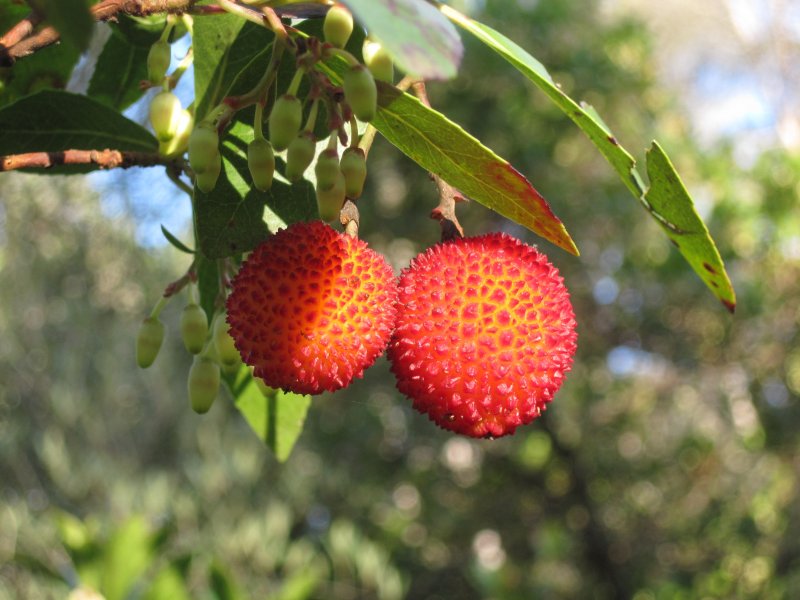 Arbutus unedo (Арбутус, Земляничное дерево)