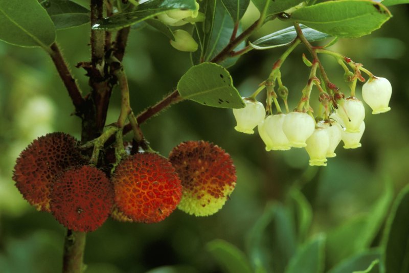 Арбутус, Земляничное дерево (Arbutus