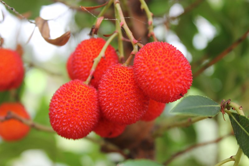 Земляничное дерево (Arbutus unedo compacta) p9