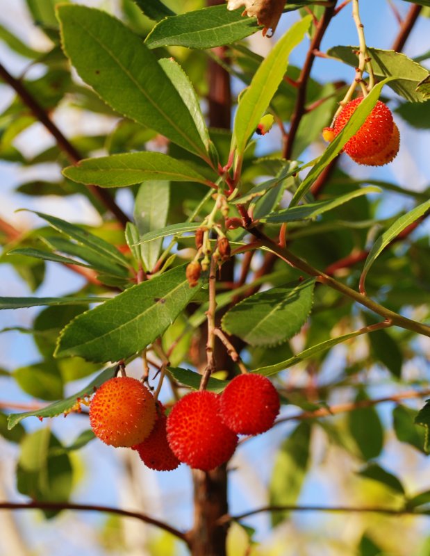 Земляничное дерево (Arbutus unedo compacta) p9
