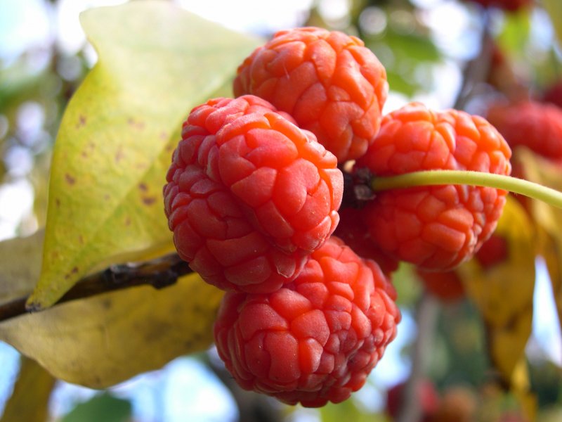 Клубничное дерево (Cornus capitata