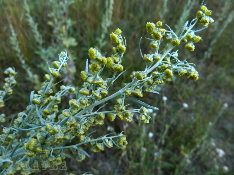 Полынь Баргузинская — Artemisia bargusinensis