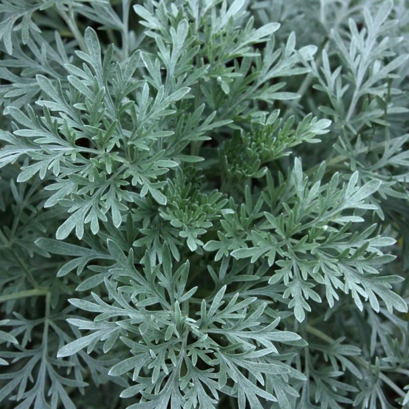 Полынь Artemisia absinthium
