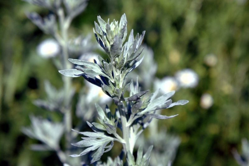 Полынь горькая (Artemisia absinthium)