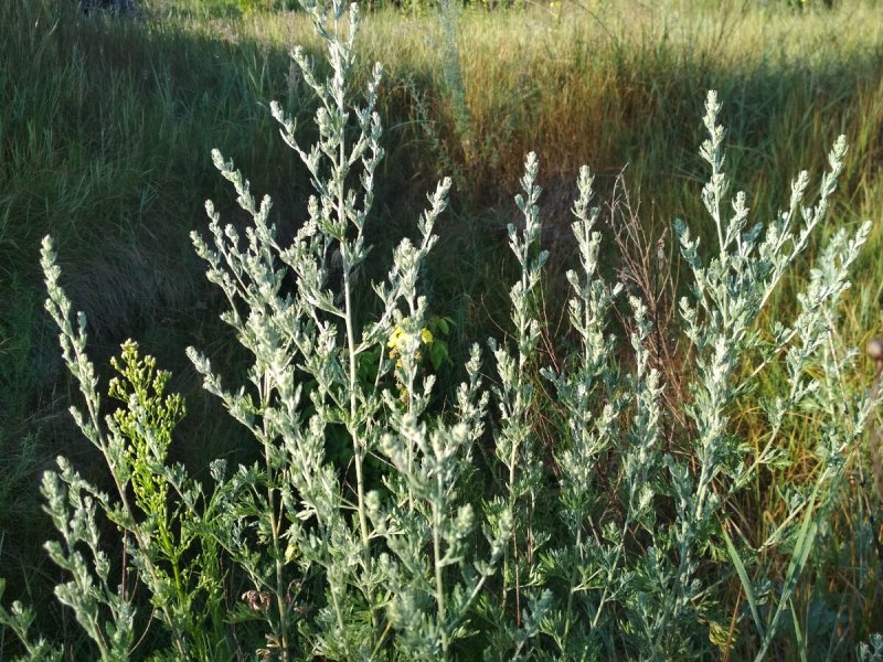 Полынь горькая (Artemisia absinthium)