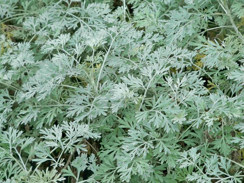 Полынь горькая (Artemisia absinthium)