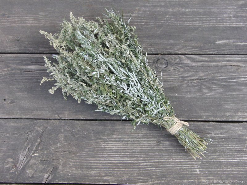 Artemisia absinthium
